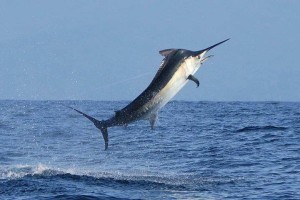 black marlin 111