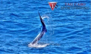 cabo fishing charters rrr