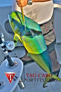 cabo fishing charters 4