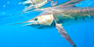 deep sea fishing in Cabo, Cabo yacht charters, Cabo sportfishing reports, Cabo fishing reports, Cabo sportfishing rentals, Cabo sportfishing charters, Gordo bank fishing,