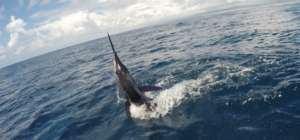 tag cabo sportfishing marlin 1223