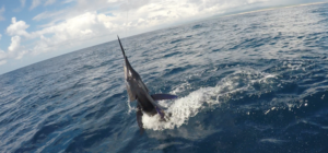 tag cabo sportfishing marlin 098