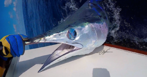 deep sea fishing in Cabo, Cabo yacht charters, Cabo sportfishing reports, Cabo fishing reports, Cabo sportfishing rentals, Cabo sportfishing charters, Gordo bank fishing,