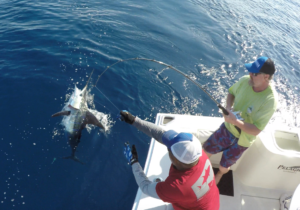 deep sea fishing in Cabo, Cabo yacht charters, Cabo sportfishing reports, Cabo fishing reports, Cabo sportfishing rentals, Cabo sportfishing charters, Gordo bank fishing,