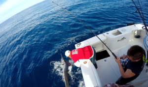 tag cabo sportfishing 55