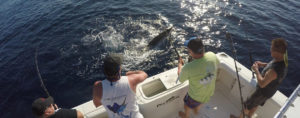 deep sea fishing in Cabo, Cabo yacht charters, Cabo sportfishing reports, Cabo fishing reports, Cabo sportfishing rentals, Cabo sportfishing charters, Gordo bank fishing,