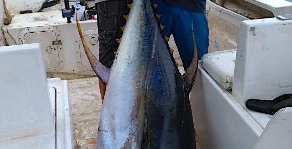 Cabo fishing reports/ Cabo fishing report August 19th 2017