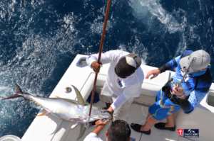 deep sea fishing in Cabo, Cabo yacht charters, Cabo sportfishing reports, Cabo fishing reports, Cabo sportfishing rentals, Cabo sportfishing charters, Gordo bank fishing,cabo fishing report, deep sea fishing,