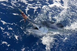  Marlin Fishing