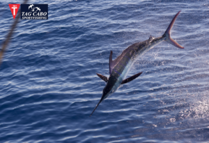 Cabo San Lucas fishing report