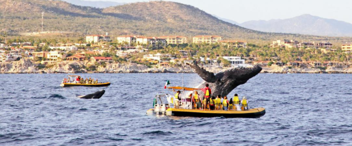 Best Fishing Spots in Cabo San Lucas —Revealed!