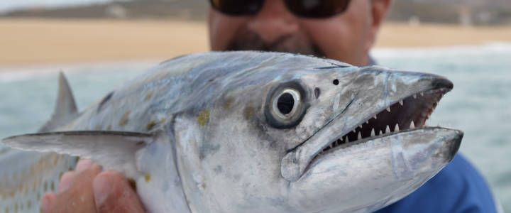 Cabo fishing report February 2018