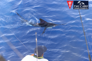 Fishing for striped marlin in Cabo San lucas