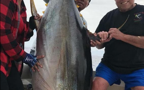 The big yellowfin tunas are in town!