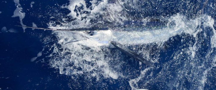 Are You A Beginner Marlin Fisher? Here Are Some Tips To Help You