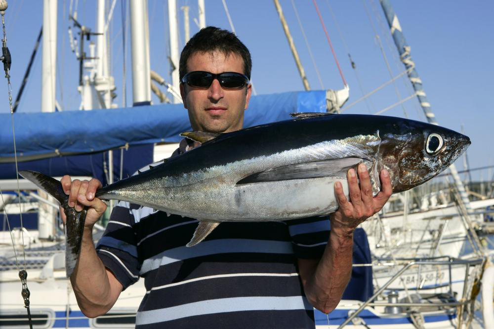 Black Skipjack Tuna