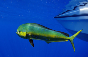 Mahi Mahi