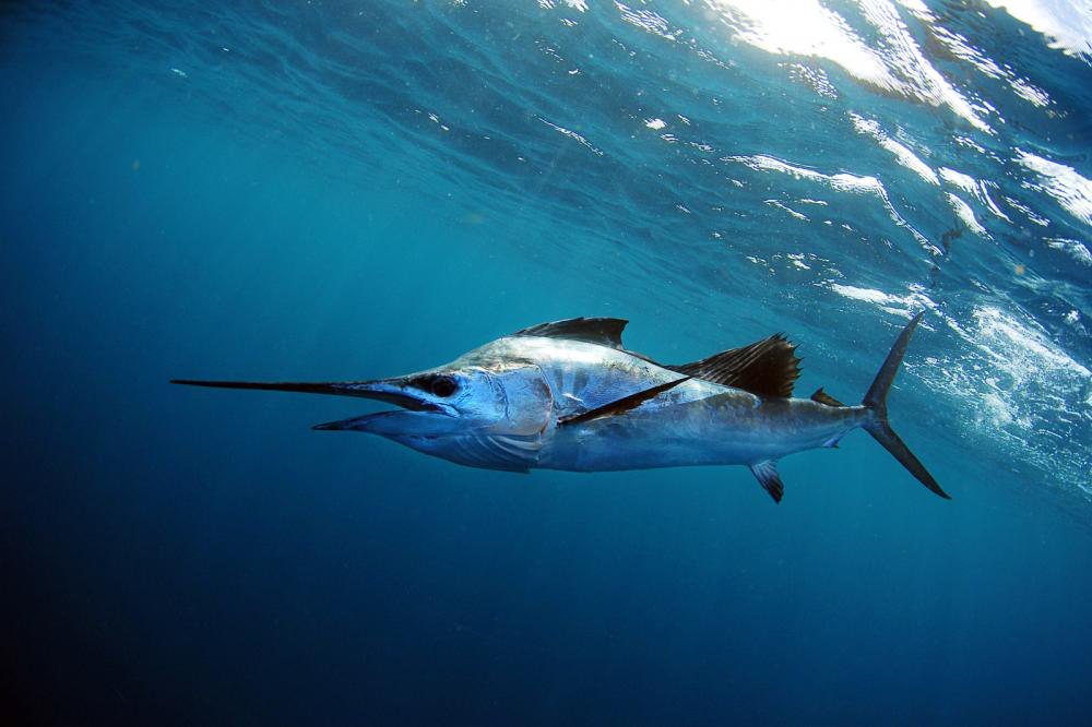 Sailfish