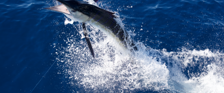 Marlin Fishing Made Simple: Pro Tips For Chasing Marlin