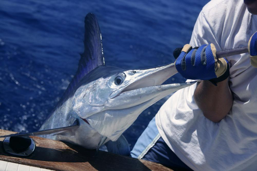 Pro Tips For Chasing Marlin