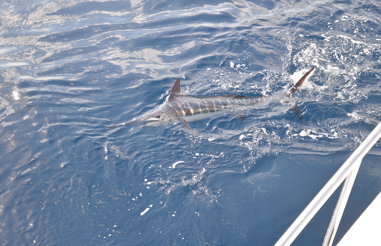 Striped Marlin