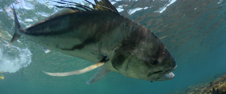 5 of the Toughest Game Fish to Catch on Your Next Sportfishing Trip