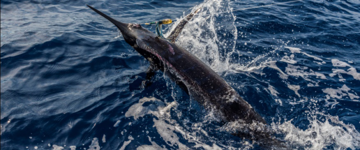 4 Types of Fishes You’ll Find in San Lucas, Cabo