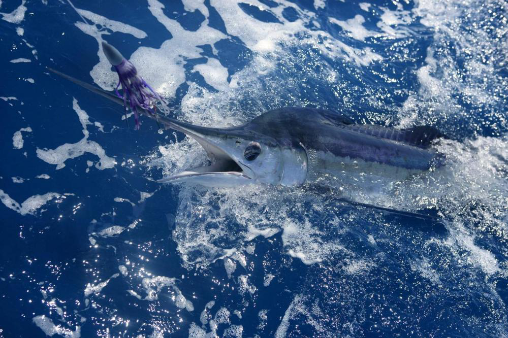 Striped Marlin