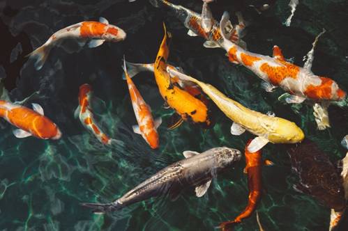 orange and yellow fish in the sea