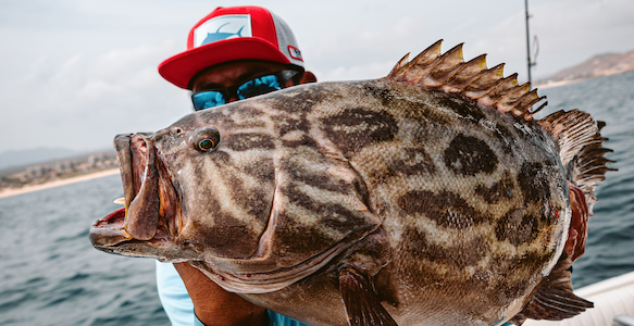 Broomtail Grouper fishing in Cabo San Lucas.