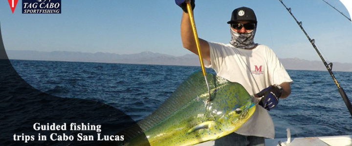 Amazing Benefits of Guided Fishing Trips in Cabo San Lucas