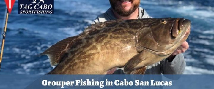 Where can you find Grouper fish in Cabo?