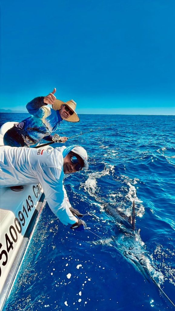 Striped Marlin Reproduction Cycle Tag Cabo Sportfishing