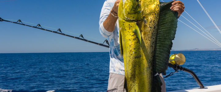 Your Ultimate Guide to Fishing in Cabo San Lucas