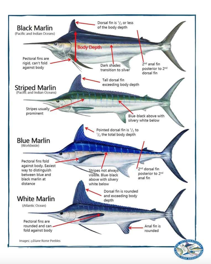 How to Catch Blue Marlin - Tips for Fishing for Blue Marlin