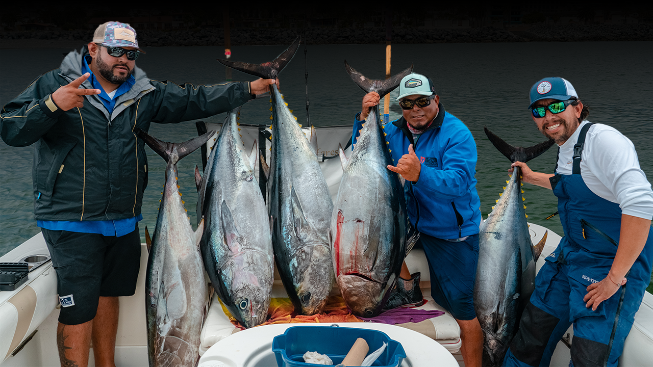 The Art of Catching Bluefin Tunas with Mad Mac Rápalas in Ensenada - Tag  Cabo Sportfishing
