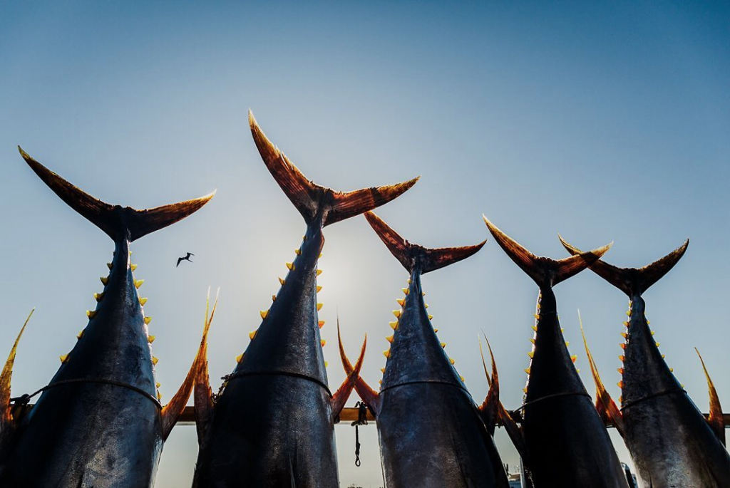 Yellowfin Tunas in Cabo San Lucas