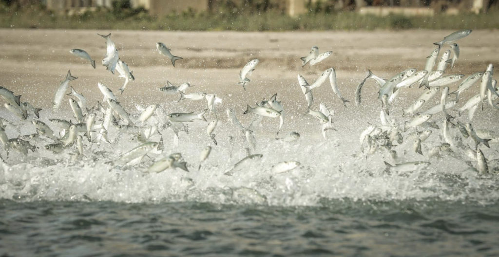 Roosters at Sunset: The Summer Mullet Dance in Cabo San Lucas