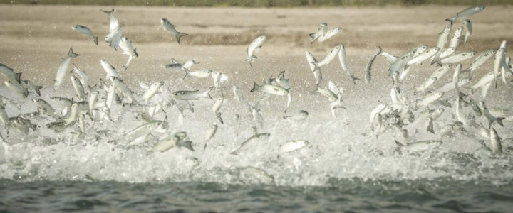 Winter Surf Fishing In Cabo & La Ribera