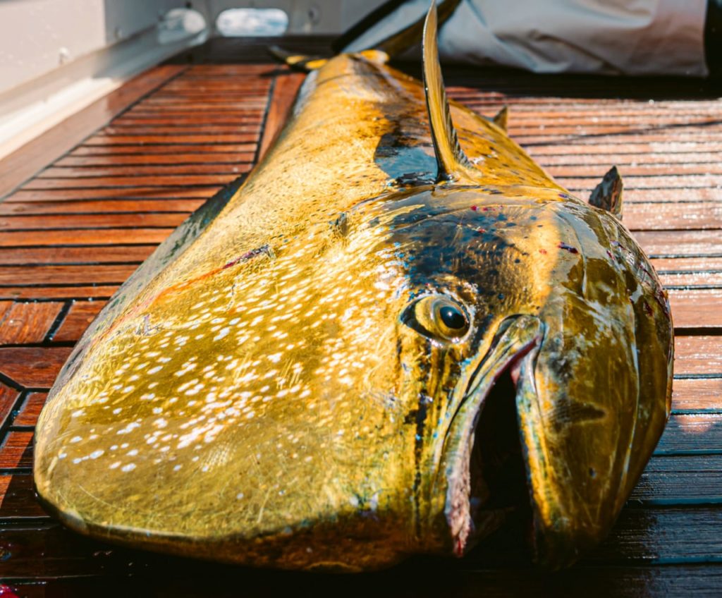 Fishing Tides in Cabo San Lucas