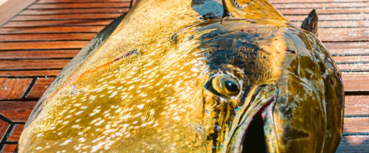 Fishing Tides in Cabo San Lucas