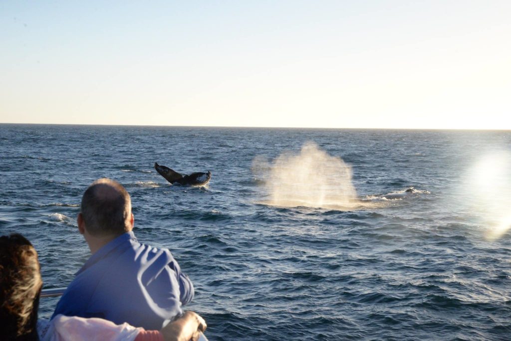 Why Whales Migrate to Cabo San Lucas: Nature’s Grand Journey