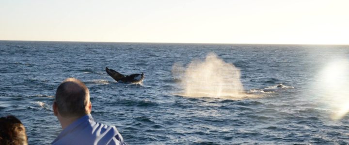 Why Whales Migrate to Cabo San Lucas: Nature’s Grand Journey