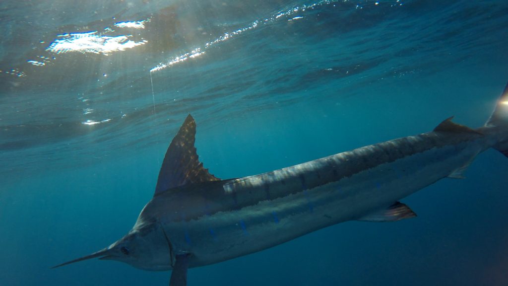 Discovering the Best Fishing Spots in Loreto, Baja California Sur