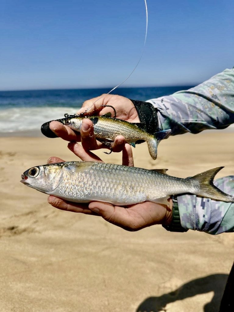 Best Rigs for Beach Fishing in Los Cabos